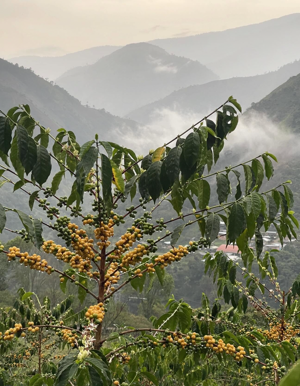 Typica Origen